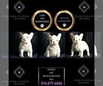 Small Photo #20 French Bulldog Puppy For Sale in WARSAW, IN, USA
