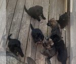Small German Shepherd Dog