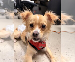 Chihuahua-Unknown Mix Dogs for adoption in Mundelein, IL, USA