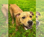 Small #2 American Pit Bull Terrier Mix