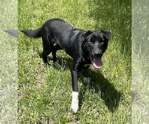 Medium Photo #3 Border Collie-Chinese Shar-Pei Mix Puppy For Sale in Rootstown, OH, USA