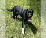 Small #2 Border Collie-Chinese Shar-Pei Mix