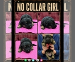 Puppy no collar girl German Shepherd Dog