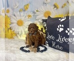 Small #1 Poodle (Toy)
