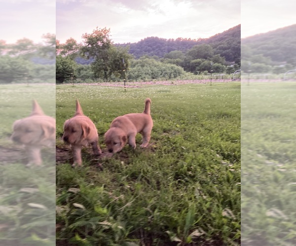 Medium Photo #4 Golden Retriever Puppy For Sale in COON VALLEY, WI, USA