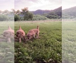Small #3 Golden Retriever