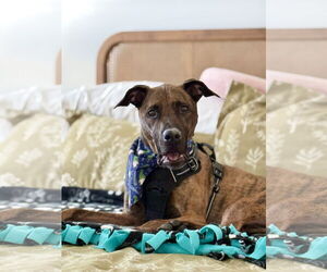Boxer-Dutch Shepherd Mix Dogs for adoption in Chandler, AZ, USA