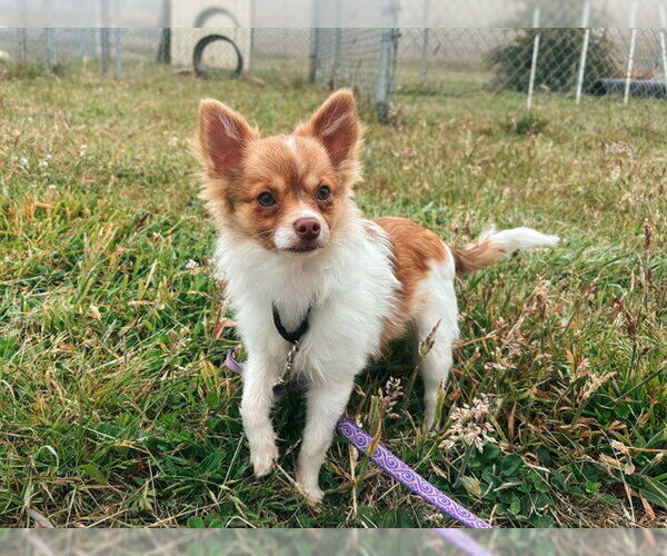 Medium Photo #1 Chihuahua-Unknown Mix Puppy For Sale in McKinleyville, CA, USA