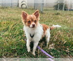 Small Chihuahua Mix