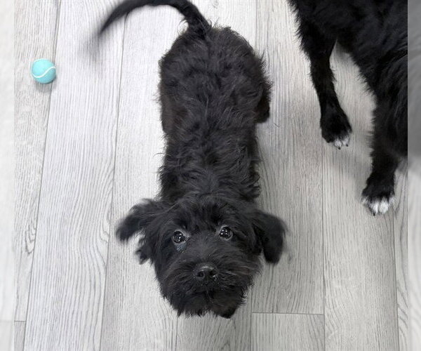 Medium Photo #1 Mutt Puppy For Sale in Ames, IA, USA