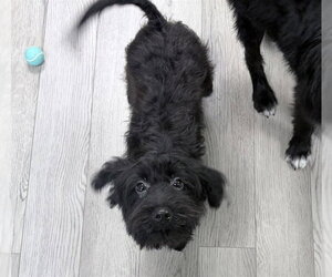 Mutt Dogs for adoption in Ames, IA, USA