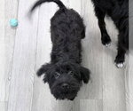 ROOKIE - Female Mutt Dog for Adoption - Small photo