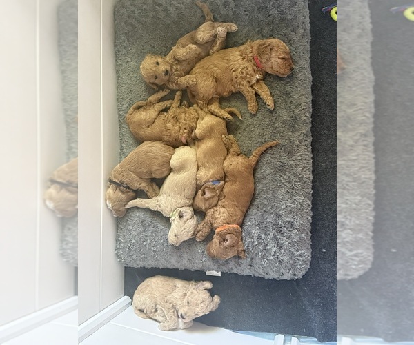 Medium Photo #10 Goldendoodle (Miniature) Puppy For Sale in NEWPORT, MN, USA