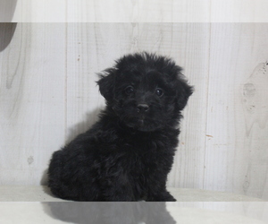 Aussiedoodle-Poodle (Toy) Mix Puppy for sale in EVART, MI, USA