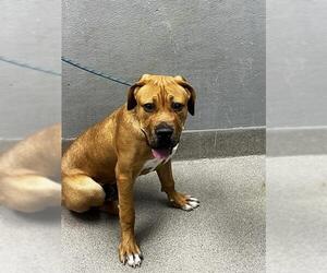 Rottweiler-American Pit Bull Terrier Dogs for adoption in Las Vegas, NV, USA