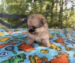 Image preview for Ad Listing. Nickname: Duchess