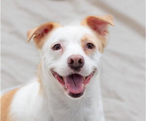 Labrador Retriever-Unknown Mix Dogs for adoption in Canton, CT, USA