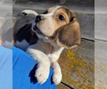Small Photo #1 Beagle Puppy For Sale in COLVILLE, WA, USA