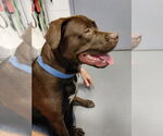 Small #3 Labrador Retriever Mix