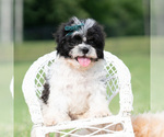 Puppy Cookie Crumb Shih Tzu