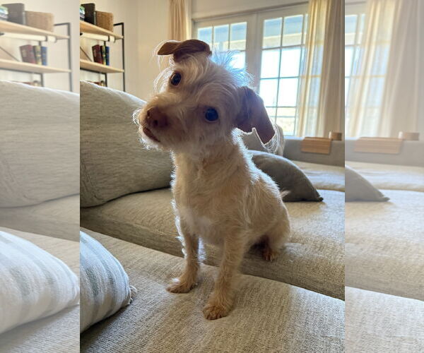 Medium Photo #5 Cairn Terrier-Unknown Mix Puppy For Sale in Valrico, FL, USA