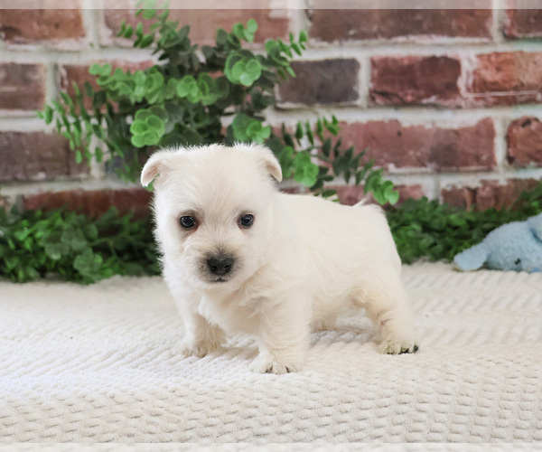 Medium Photo #12 West Highland White Terrier Puppy For Sale in SYRACUSE, IN, USA