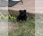 Small #2 ShiChi