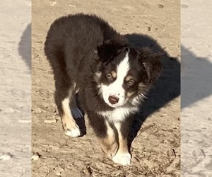 Miniature Australian Shepherd Puppy for sale in FORT MORGAN, CO, USA