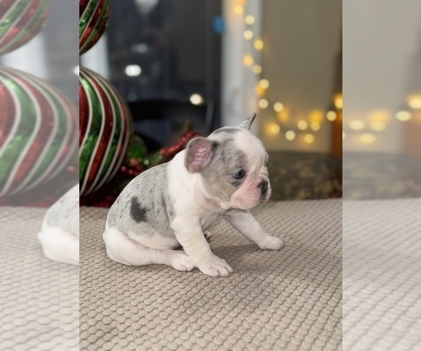 Medium Photo #85 French Bulldog Puppy For Sale in HILTON, NY, USA