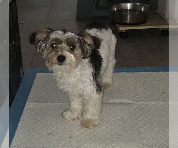Medium Photo #2 Mutt Puppy For Sale in Spring, TX, USA
