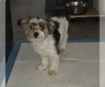 Small #1 Mutt