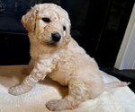 Puppy Male 4 Goldendoodle