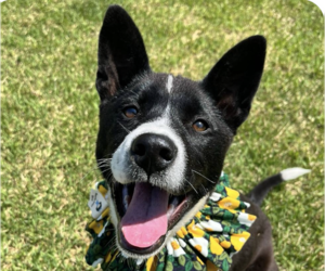 Mutt Dogs for adoption in San Ramon, CA, USA