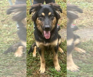 German Shepherd Dog Dogs for adoption in Mt. Airy, MD, USA