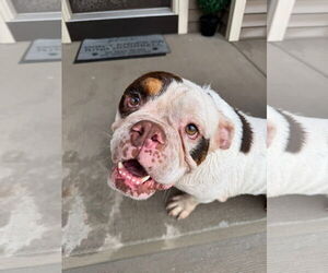 Bulldog-Unknown Mix Dogs for adoption in New London, WI, USA