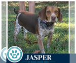 Jasper (Beagle Buddies) 102426 - Male Beagle Dog for Adoption - Small photo