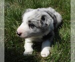 Small Photo #3 Border Collie Puppy For Sale in CARLISLE, KY, USA