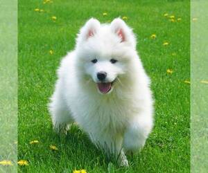 Samoyed Puppy for sale in THORP, WI, USA