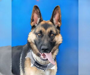 German Shepherd Dog-Unknown Mix Dogs for adoption in Pasadena, CA, USA