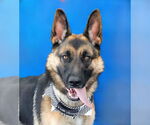 Small German Shepherd Dog Mix