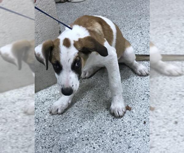 Medium Photo #1 Lab-Pointer Puppy For Sale in Conroe, TX, USA