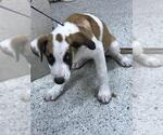 Small Lab-Pointer