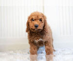 Puppy 9 Cockapoo