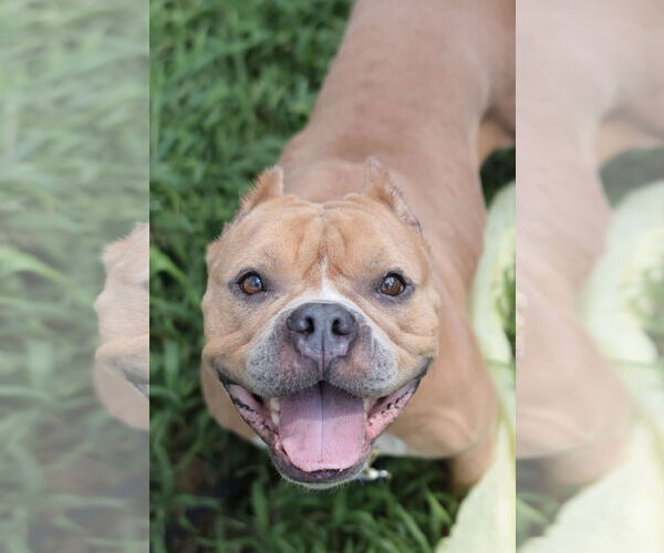 Medium Photo #29 Mutt Puppy For Sale in Philadelphia, PA, USA