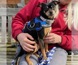 Chihuahua-Unknown Mix Dogs for adoption in Sequim, WA, USA