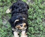 Small Photo #9 Shih-Poo Puppy For Sale in LANCASTER, MO, USA