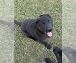 Small #4 German Shepherd Dog