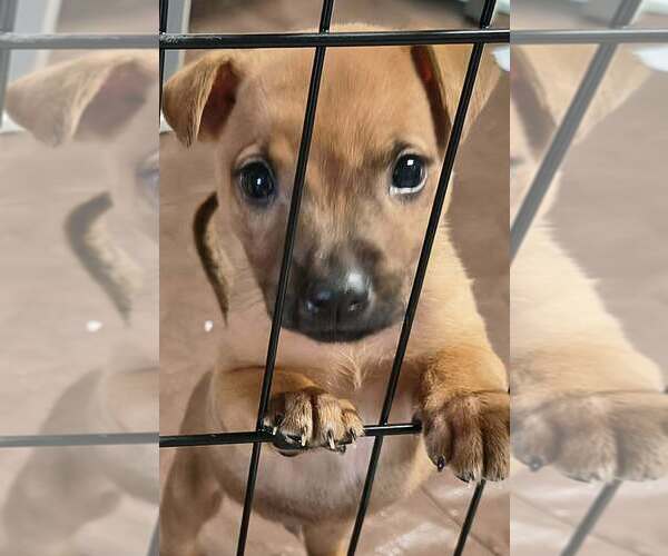 Medium Photo #2 Labrador Retriever-Unknown Mix Puppy For Sale in Aurora, IN, USA