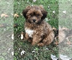 Puppy 1 ShihPoo