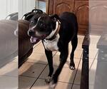 Small American Staffordshire Terrier Mix